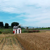 小麦の収穫